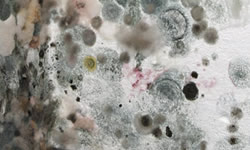 Mold Damage Restoration Services in San Diego that remove Mold from every corner.