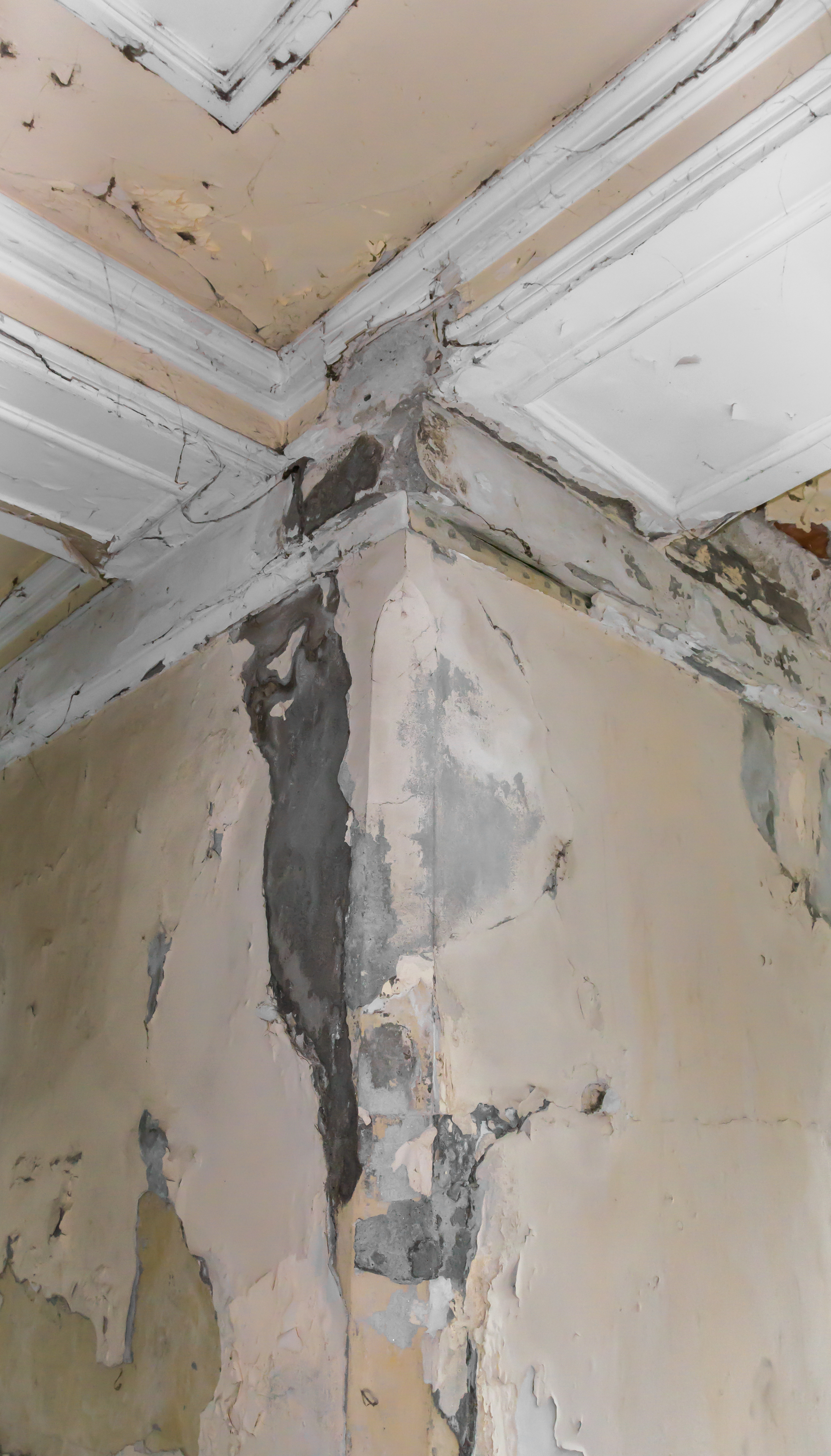 Mold Damage Restoration Services in San Diego that cure and prevent Mold for long periods of time