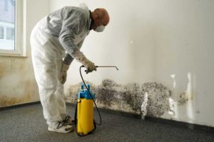 Mold Damage Restoration Services in San Diego, CA | D-Mac Restoration Inc 