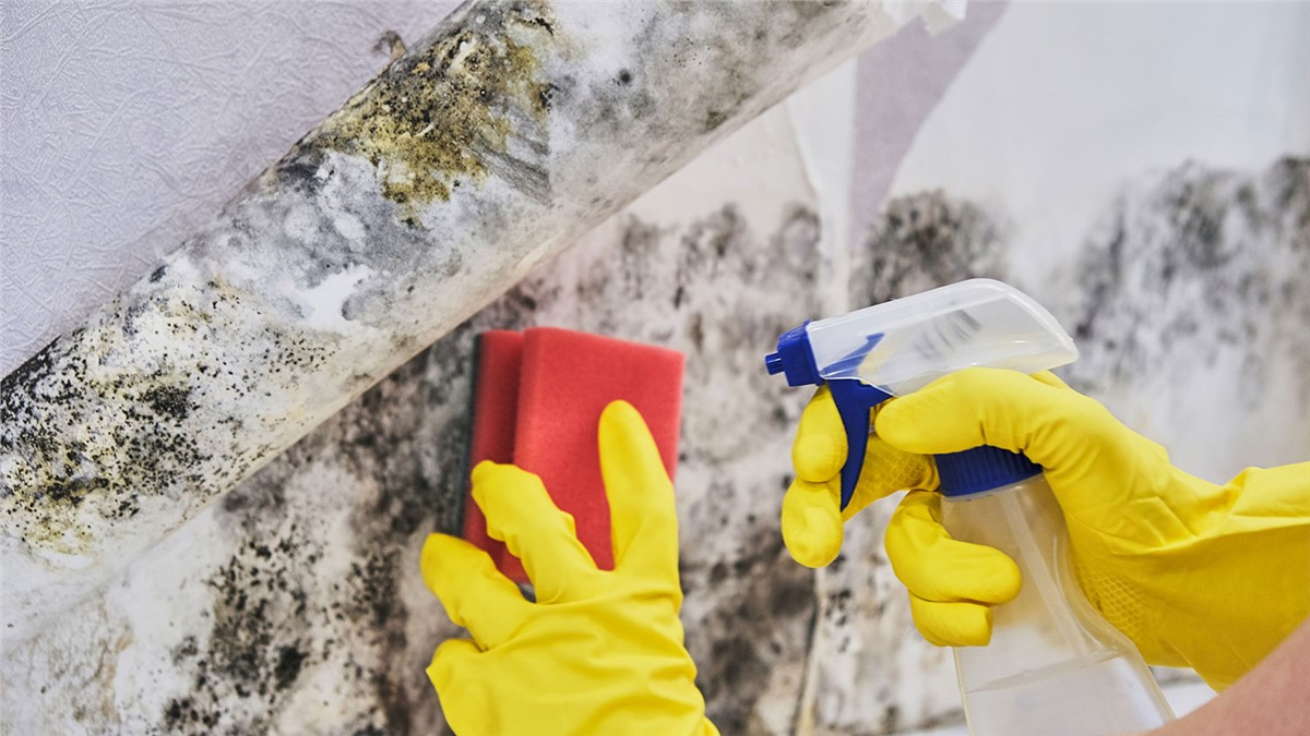 Mould removal gives your home a cleaner, healthier look D-mac Restoration